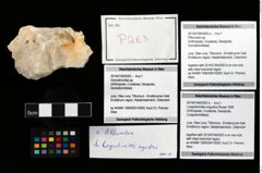 Foto (Objekt + Etikett) von Longodromites angustus (Reuss 1858)  (NHMW-GEO-2014-0194-0263b)
